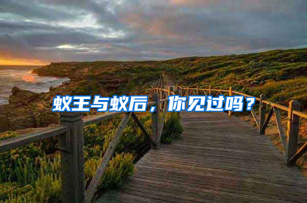 蟻王與蟻后，你見過嗎？