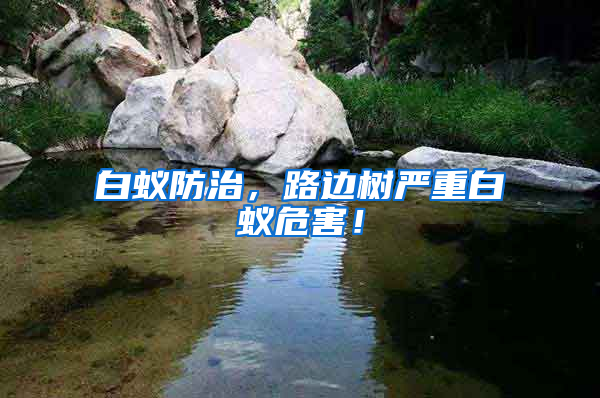 白蟻防治，路邊樹嚴(yán)重白蟻危害！