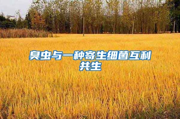 臭蟲(chóng)與一種寄生細(xì)菌互利共生