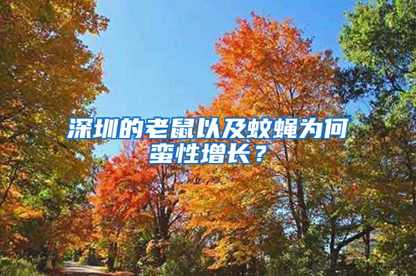 深圳的老鼠以及蚊蠅為何蠻性增長(zhǎng)？