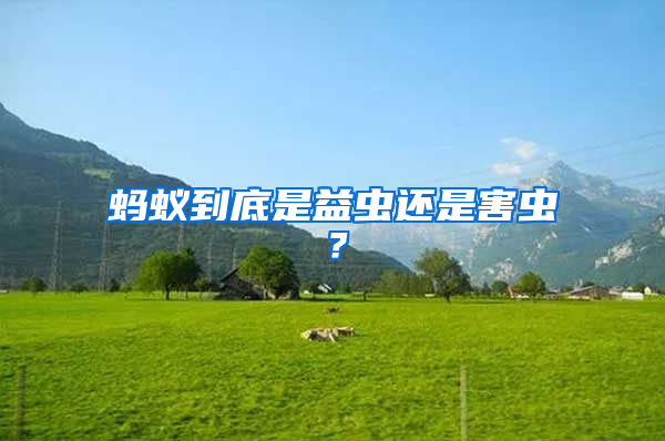 螞蟻到底是益蟲(chóng)還是害蟲(chóng)？