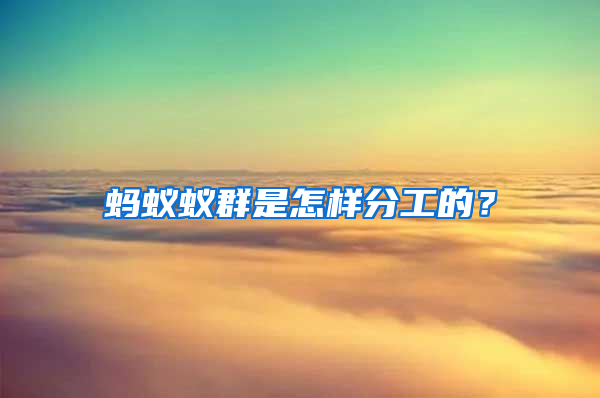 螞蟻蟻群是怎樣分工的？