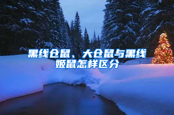 黑線倉(cāng)鼠、大倉(cāng)鼠與黑線姬鼠怎樣區(qū)分