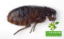 如何選擇除四害專(zhuān)業(yè)機(jī)構(gòu)？