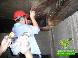 白蟻出飛進(jìn)入高峰期 家用殺蟲(chóng)劑消殺效果欠佳