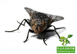 蒼蠅亂飛遭查封，食品加工行業(yè)該如何滅蠅？