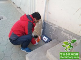 老鼠怎么殺？滅鼠公司有辦法