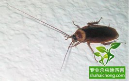 蟑螂這么強(qiáng)，怎樣才能徹底消滅蟑螂？