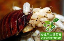 深圳滅蟑螂除四害公司專(zhuān)業(yè)滅蟑螂、徹底滅絕-怎么樣滅除蟑螂的方法