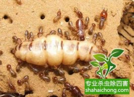 深圳白蟻防治公司的殺蟲(chóng)業(yè)務(wù)范圍
